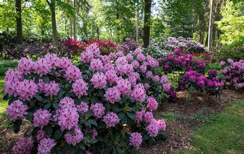 Schéma vrstvenia pôdy pre rododendron s rašelinou a mulčom