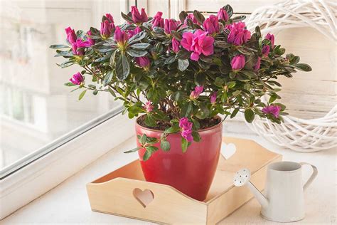 Rhododendron zakrytý na zimu jutovou tkaninou