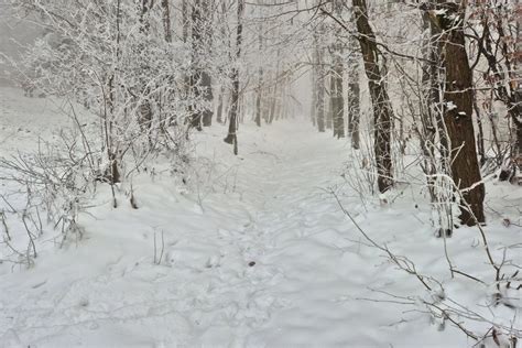 Tematické foto kvitnúcej čemerice v snehu