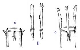 schéma techniky vrúbľovania do rázštepu