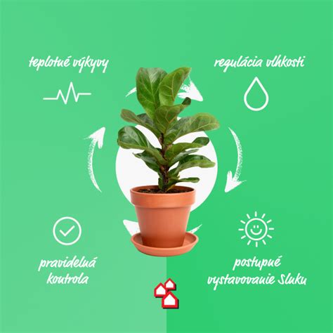 Schéma znázorňujúca optimálne rozmedzie vlhkosti pre rôzne fázy rastu rastlín a typy izbových rastlín