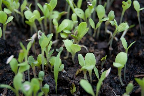 Ilustrácia hlbokej výsadby sadenice paradajky do pôdy až po prvé listy pre silnejší koreňový systém.