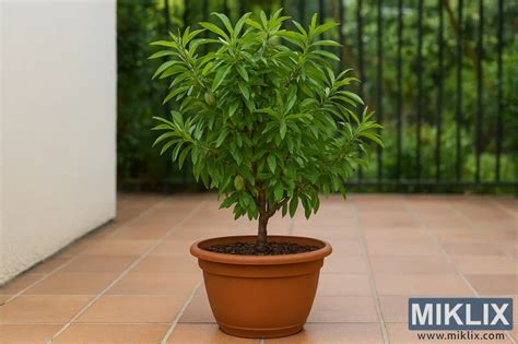 Ilustračný obrázok olivovníka v kvetináči na terase