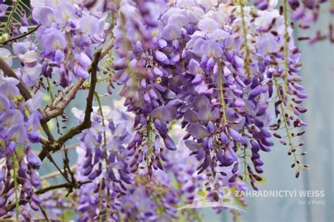 fotografia kvitnúcej vistérie