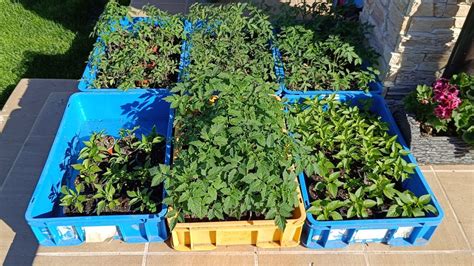 Tematické foto: Sadeničky paradajok a paprík pripravené na výsadbu