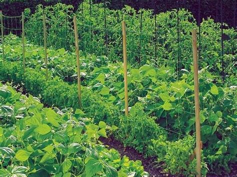 Schéma podpory rastu frézií (opory, sieť)