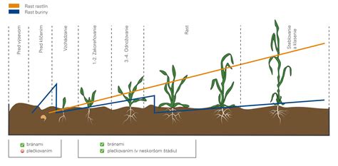 Ilustrácia prípravy pôdy s odstraňovaním buriny, kyprením a valcovaním