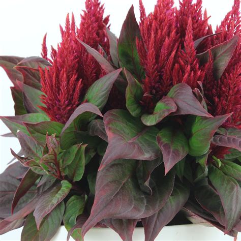 Detailné zábery rôznych foriem kvetov Celosia argentea - metlinaté a hrebienkovité