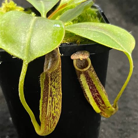 Tematické foto rodu Nepenthes s krčahmi