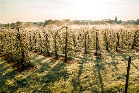 Infografika: Metódy ochrany pred mrazmi v sadoch