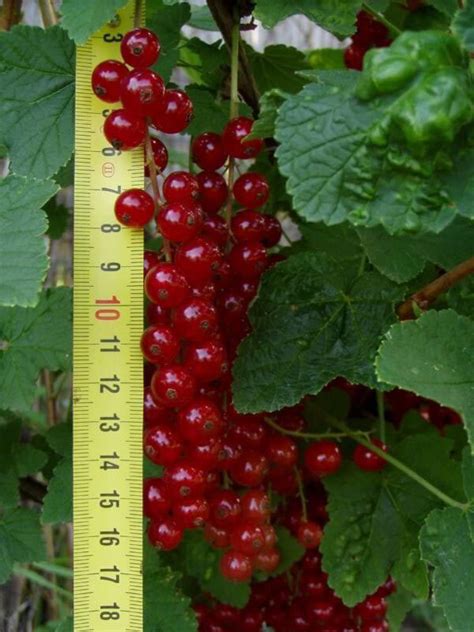 dlhé strapce sýto červených ríbezlí Detvan