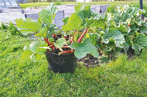 Infografika znázorňujúca optimálne podmienky pre pestovanie šťavela a rebarbory (pôda, zálievka, svetlo)