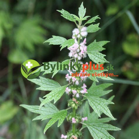 Ilustrácia rastliny srdcovník obyčajný s detailmi listov a kvetov