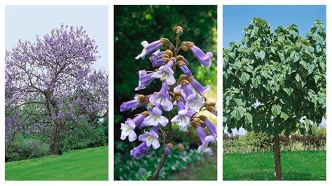 detail levanduľových kvetov paulovnie