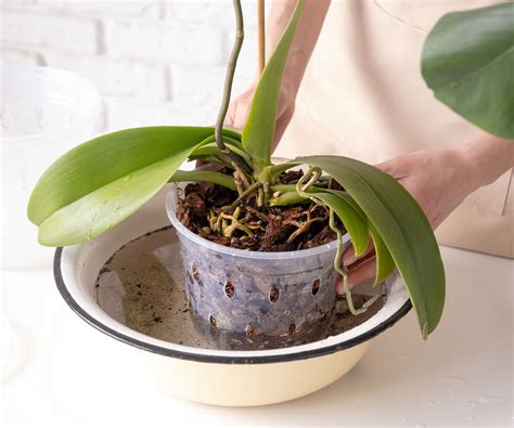 Ilustrácia správneho ponorenia črepníka orchidey do vody na zaliatie