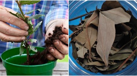 Nádoba s mladým jazmínom pripravená na presadenie