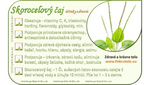 Detail listov skorocelu kopijovitého