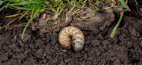 Detailná fotografia špargľovníka obyčajného (chrobák a larva) a poškodenia na špargli