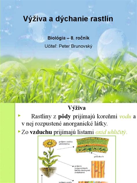 Schéma vrstvenia rastlín v tienistom záhone podľa výšky a textúry listov