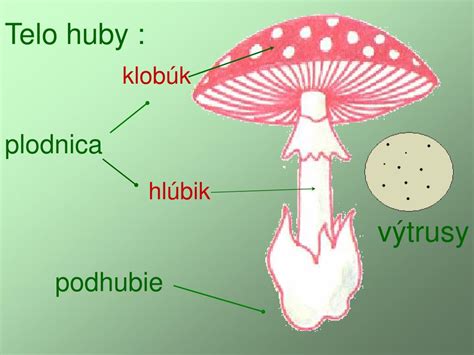 Schéma štruktúry vreckatých húb s vyznačenými konídiospórami na konídioforoch