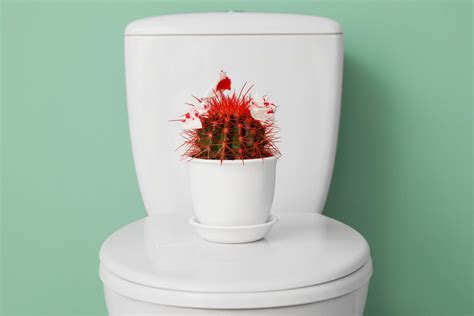 Ilustrácia postupu klíčenia fazule na toaletnom papieri