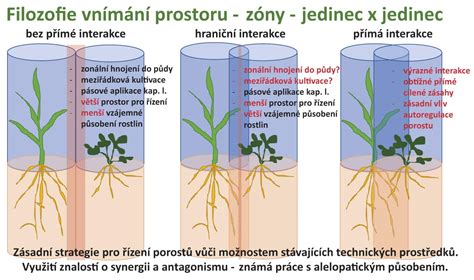 Schéma výsevu kríčkovej a popínavej fazule