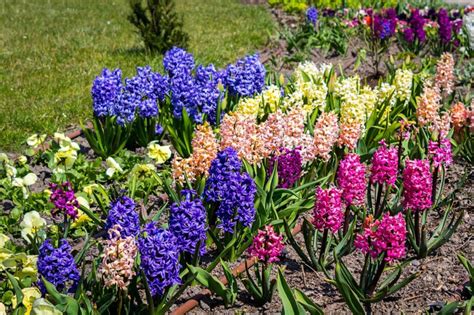 Detailný záber na kvitnúce jarné cibuľoviny ako tulipány a narcisy v rozkvitnutom záhone