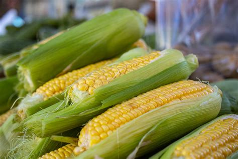 Infografika: Nové plodiny zavedené za vlády Márie Terézie (zemiaky, kukurica, tabak, ďatelina)