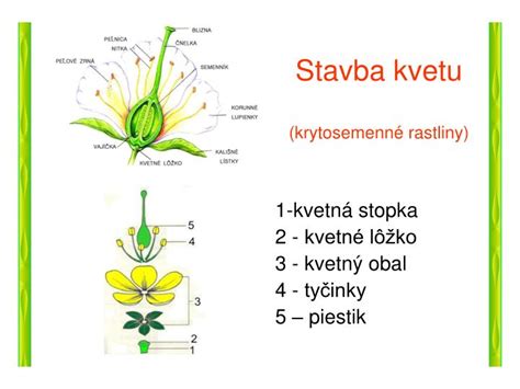 Botanická schéma stavby kvetu a listov nezábudky