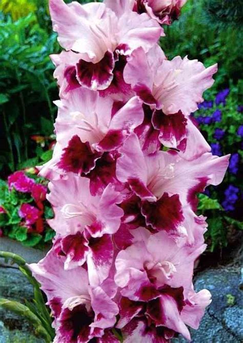 Foto alebo infografika zobrazujúca gladioly a ľalie