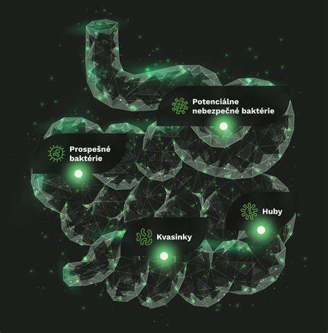 Infografika vysvetľujúca mechanizmus pôsobenia brestovej kôry na sliznicu tráviaceho traktu.