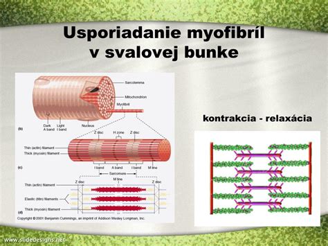 infografika o fungovaní kreatínu v svalovej bunke