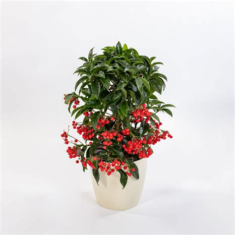 farebne zladené kvitnúce jedince Ardisia bospremium v modernom interiéri