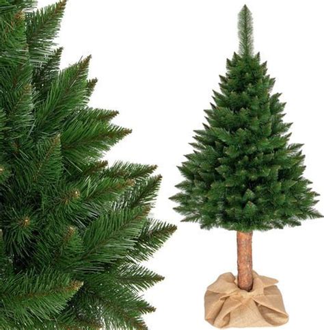 smrek s kužeľovitým habitusom na balkóne