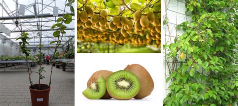 Schéma opory pre popínavé kiwi