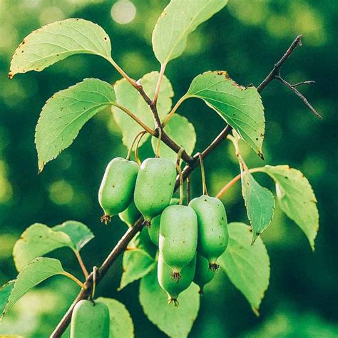 Infografika: Porovnanie minikiwi (Actinidia arguta) a klasického kiwi (Actinidia deliciosa)