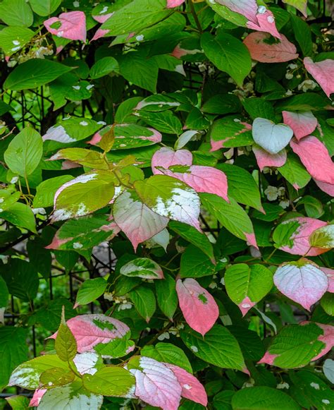 Fotografia listov Actinidia kolomikta s farebným sfarbením