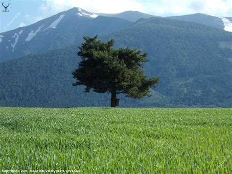 Fotografia pšeničného poľa s dozrievajúcimi klasmi