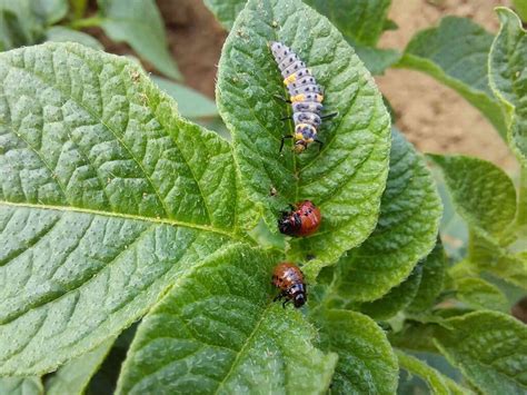 Obrázok pásavky zemiakovej a jej lariev