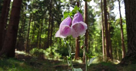 Fotografia Omanu pravého v prirodzenom prostredí