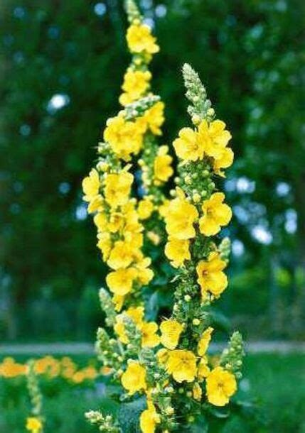 Koláž obrázkov: Divozel veľkokvetý, Divozel sápovitý, Pupalka dvojročná