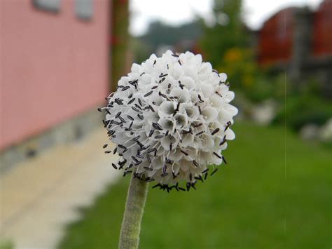 Detail kvetu nevädze horskej v záhrade