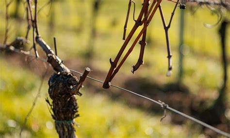 Výhonok viniča v prvom roku, budúci kmeň