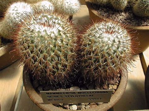 Ilustrácia alebo fotografia druhu Mammillaria moelleriana s detailným popisom rastlinných charakteristík.