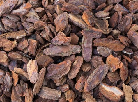 Porovnávacia infografika: píniová kôra vs. klasická borovicová kôra