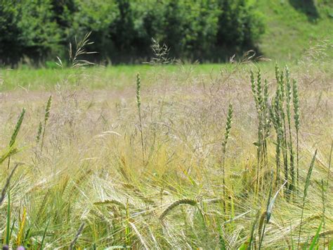 Vizualizácia rôznych typov burín v poraste obilnín