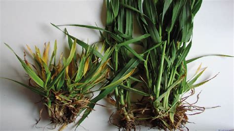 Štruktúra porastu jačmeňa a výskyt burín