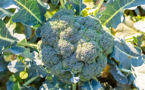 Záhon s pripravenou pôdou na pestovanie brokolice, s viditeľne zapracovaným kompostom.