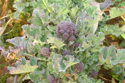 Čerstvo zozbieraná hlávka brokolice s časťou stonky a listov.