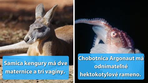 Tematická fotografia rôznych druhov cyprustekov, zdôrazňujúca ich rozmanitosť